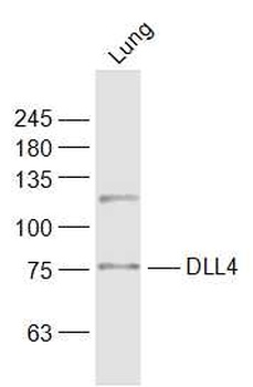 DeltaD antibody