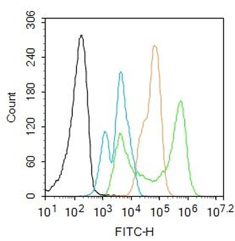 FGF2 Rabbit Polyclonal Antibody