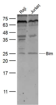 Bim Rabbit Polyclonal Antibody