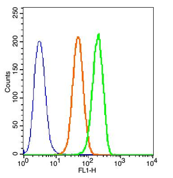 5HT3B receptor Rabbit Polyclonal Antibody