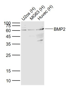 BMP2 Rabbit Polyclonal Antibody