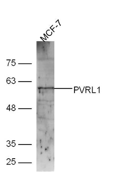 PVRL1 antibody