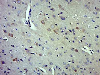 Caspase-1 P10 Rabbit Polyclonal Antibody