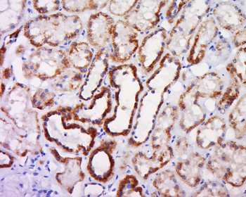 Caspase-10 Rabbit Polyclonal Antibody