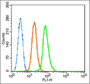 Caspase-9 Rabbit Polyclonal Antibody