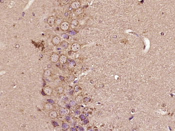CCK8 Rabbit Polyclonal Antibody