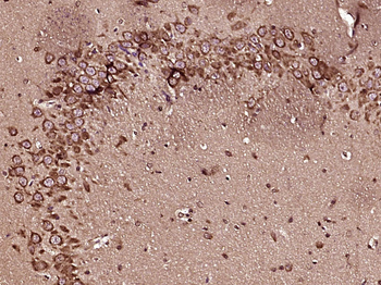 CCK8 Rabbit Polyclonal Antibody