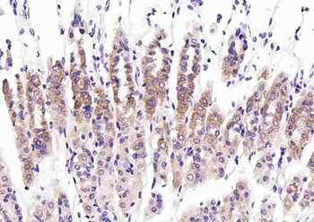 CCL11 Rabbit Polyclonal Antibody