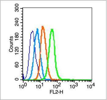CCR-2 Rabbit Polyclonal Antibody