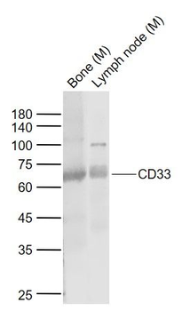 CD33 Rabbit Polyclonal Antibody