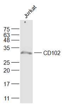 ICAM2 Rabbit Polyclonal Antibody