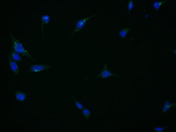 B3GAT1 Rabbit Polyclonal Antibody