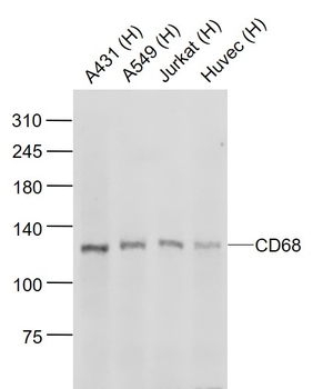 CD68 Rabbit Polyclonal Antibody