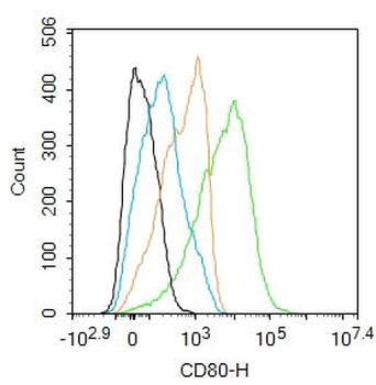 CD80 Rabbit Polyclonal Antibody