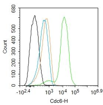 Cdc6 Rabbit Polyclonal Antibody
