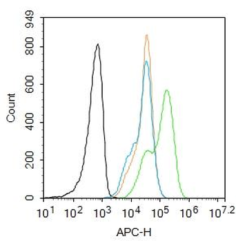 CDK2 Rabbit Polyclonal Antibody