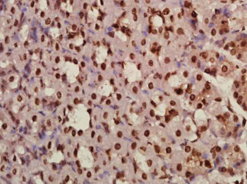 Cdkn1c Rabbit Polyclonal Antibody