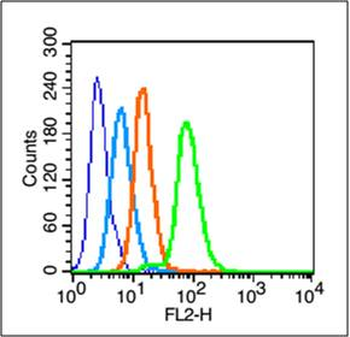 C-jun Rabbit Polyclonal Antibody