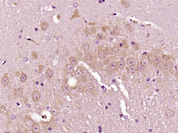 Factor V Rabbit Polyclonal Antibody