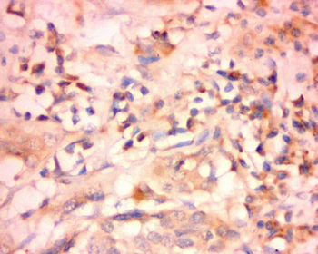 Cyclooxygenase 1 Rabbit Polyclonal Antibody