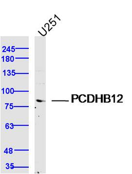 PCDHB12 Rabbit Polyclonal Antibody