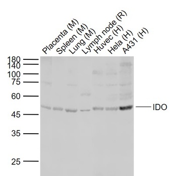IDO1 antibody