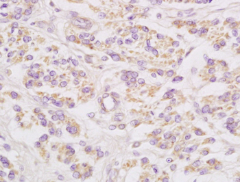 Connexin-32 Rabbit Polyclonal Antibody