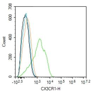 CX3CR1 Rabbit Polyclonal Antibody
