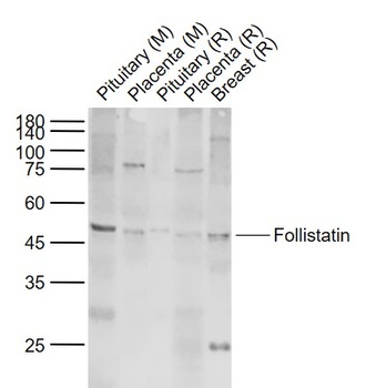 Follistatin antibody