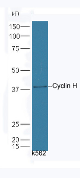 Cyclin H Rabbit Polyclonal Antibody