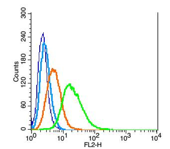 Aromatase Rabbit Polyclonal Antibody