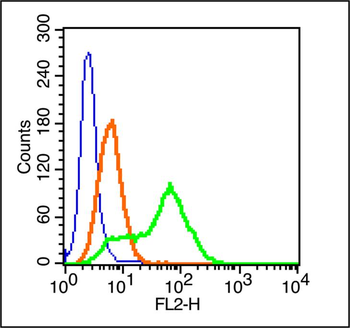 Cytokeratin 1 Rabbit Polyclonal Antibody