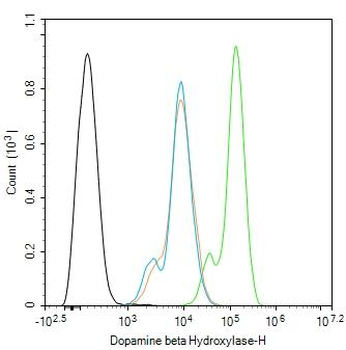 Dopamine beta Hydroxylase Rabbit Polyclonal Antibody