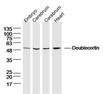 Doublecortin Rabbit Polyclonal Antibody