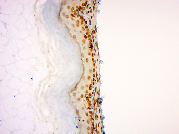 Dnmt3b Rabbit Polyclonal Antibody