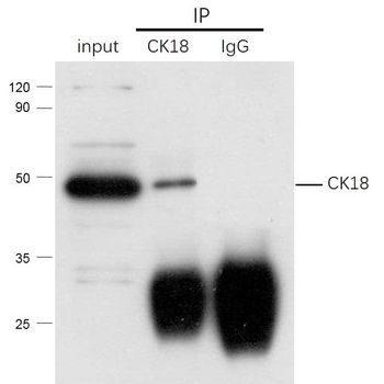 E2F4 Rabbit Polyclonal Antibody