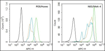EGFR Rabbit Polyclonal Antibody