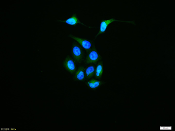 Phospho-EGFR (Tyr1068) Rabbit Polyclonal Antibody