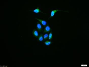 EGFR (phospho-Tyr1068) antibody