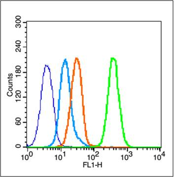 Estrogen Receptor alpha Rabbit Polyclonal Antibody