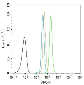 EphB2 Rabbit Polyclonal Antibody