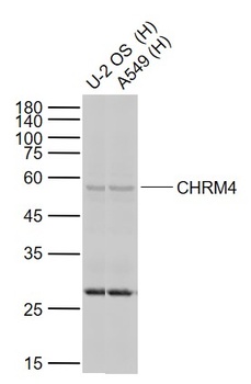 CHRM4 antibody