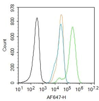 Phospho-IRS1 (Ser312) Rabbit Polyclonal Antibody