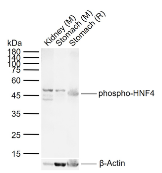Phospho-HNF4 (Ser313) Rabbit Polyclonal Antibody