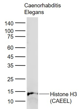 Histone H3 (CAEEL) Rabbit Polyclonal Antibody (Loading Control)