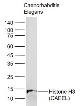 Histone H3 (CAEEL, Loading Control) Antibody