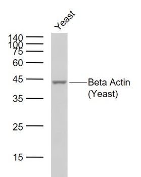 Beta Actin (Yeast, Loading Control) Antibody