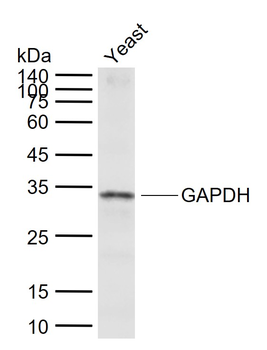 GAPDH (Yeast) Rabbit Polyclonal Antibody (Loading Control)