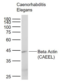 Beta Actin (CAEEL,Loading Control) Antibody
