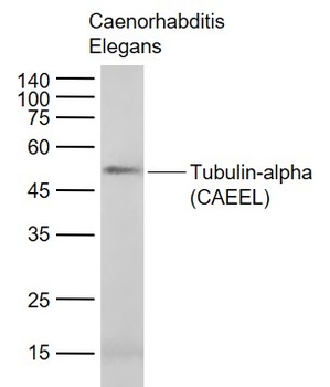 Tubulin-alpha (CAEEL, Loading Control) Antibody